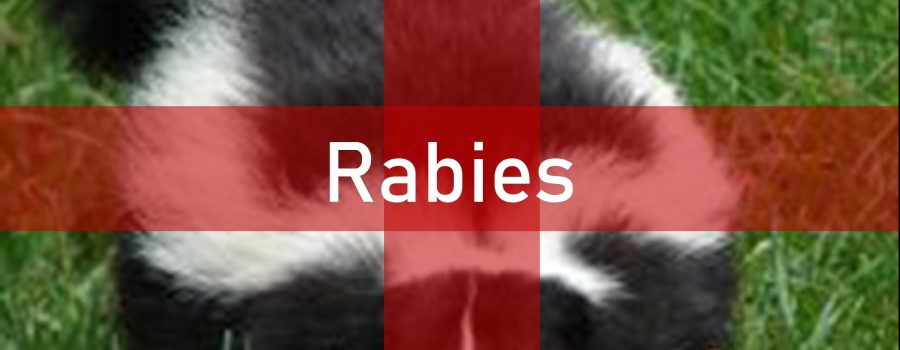 Skunk In Stone County Tests Positive For Rabies